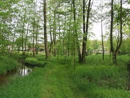 bosbeheer