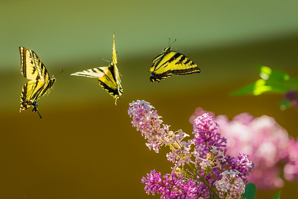 biodiversiteit