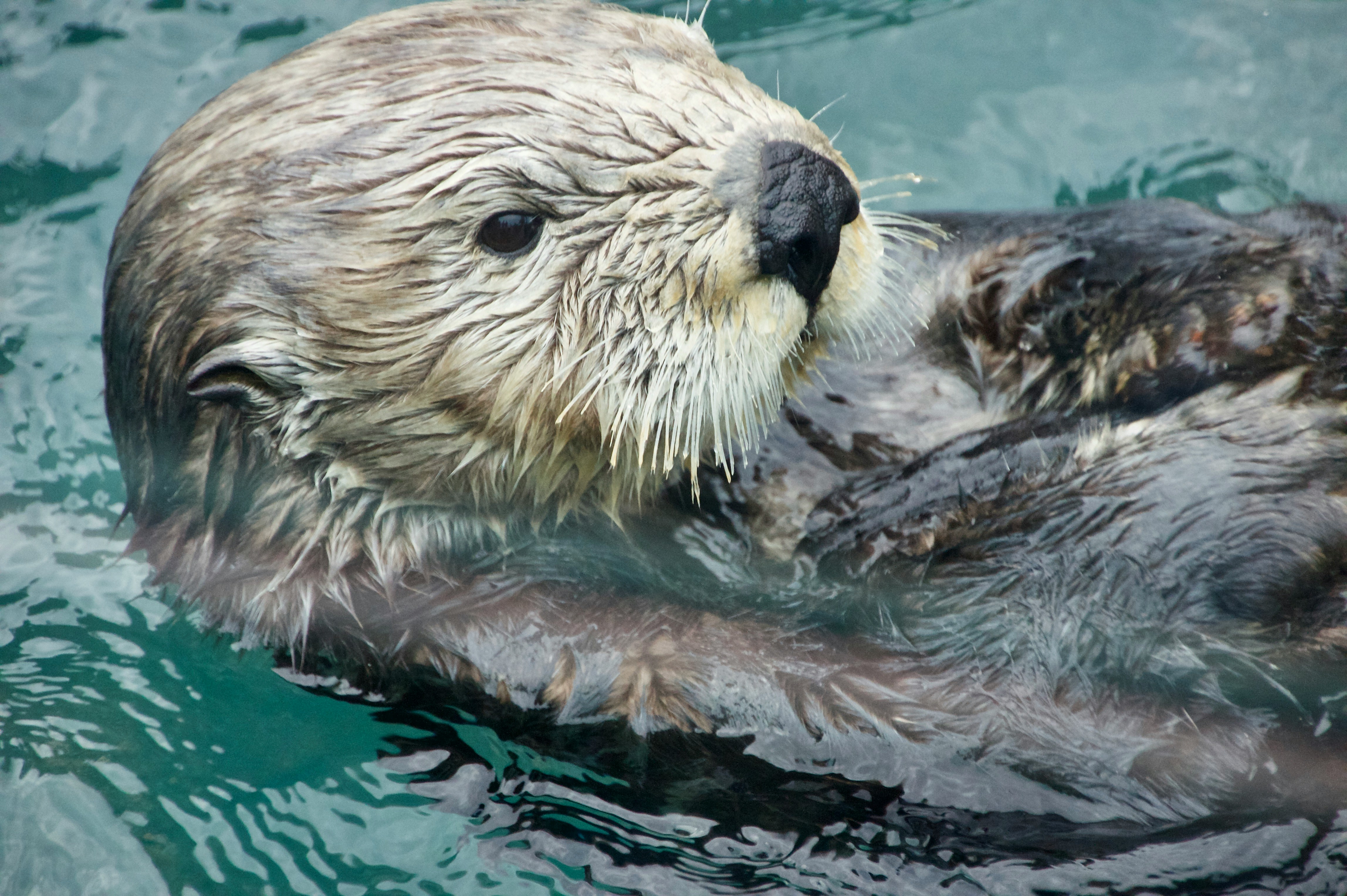 otter