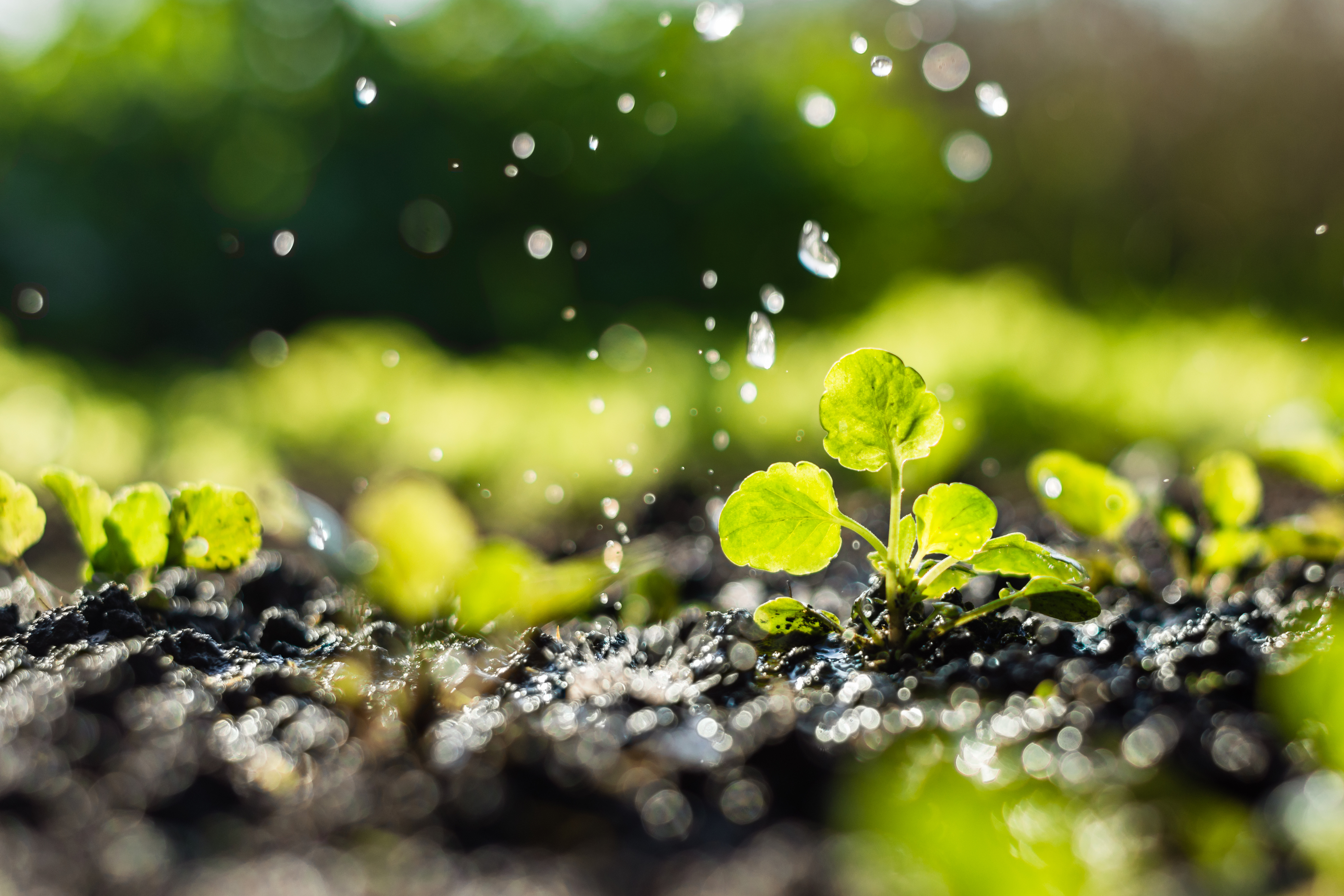 Plant_growing_rain_water_earth
