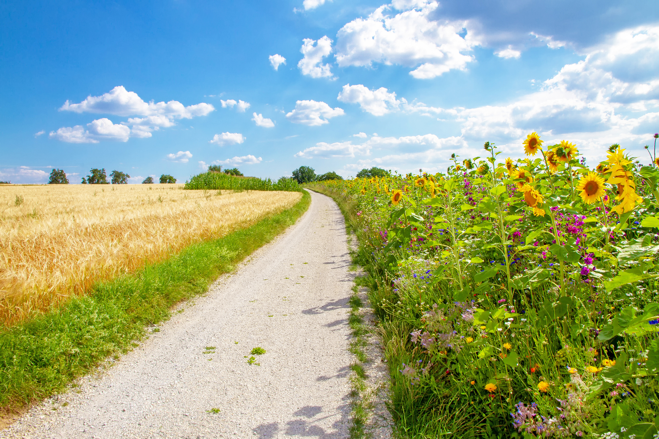 ecoteelt_zonnebloemenveld