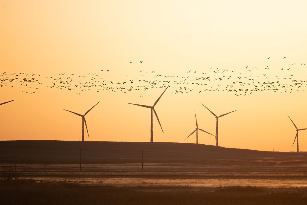 windmolens_vogels